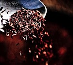 rooibos2