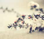 whitetea2